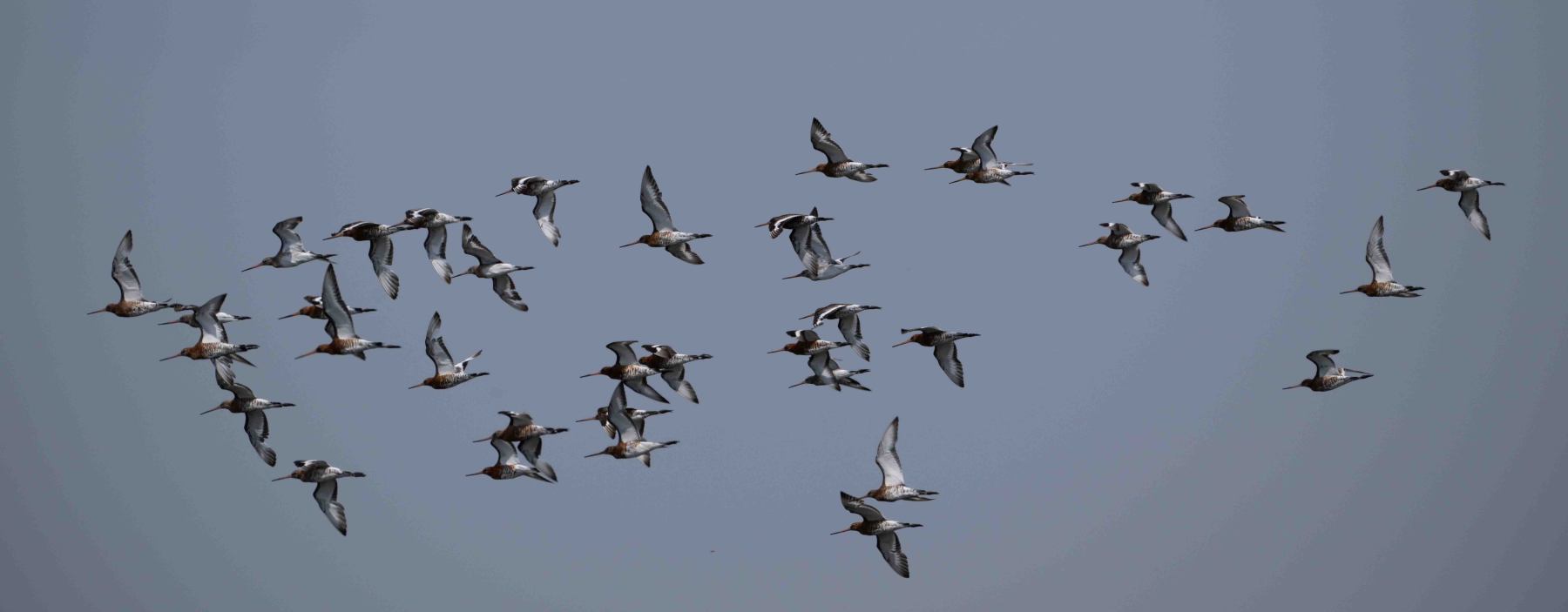 Blacktoft Sands – July 2025