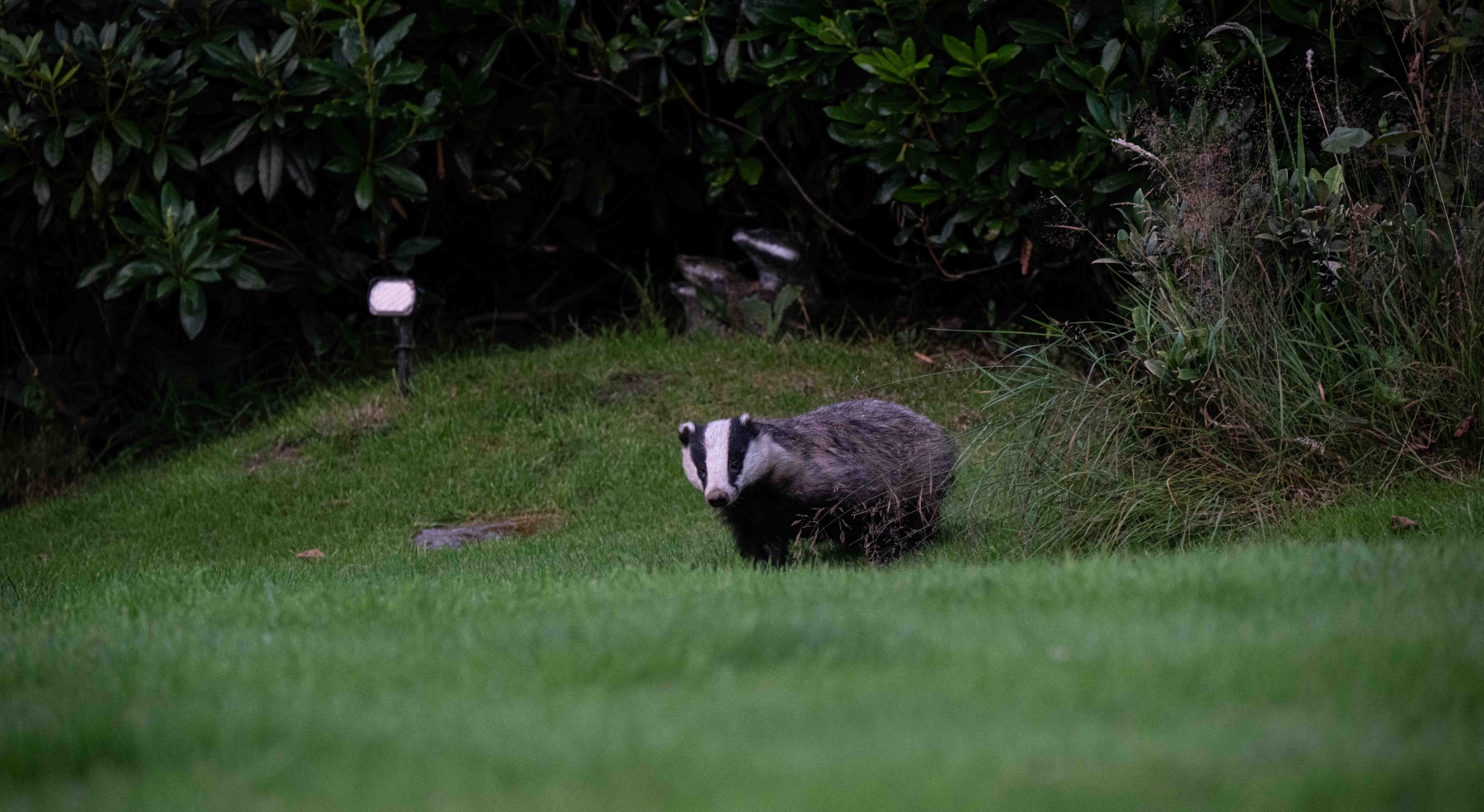 Joy of Badgers in The Lake District